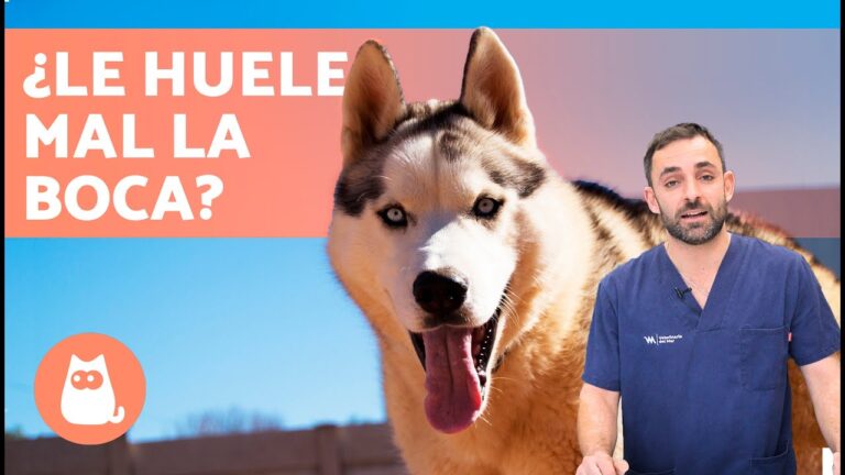 Pastillas Instant&aacute;neas para Combatir el Mal Aliento