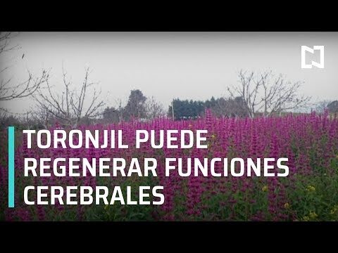 Remedios Naturales y Homeopat&iacute;a: Una Opci&oacute;n Saludable