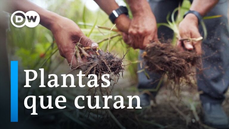 Farmacia Holística: Integración de Remedios Naturales y Homeopatía