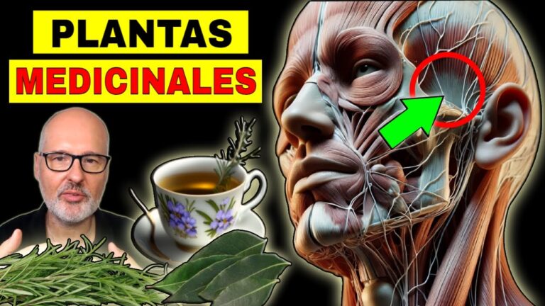 Plantas Medicinales para una Fitoterapia Efectiva