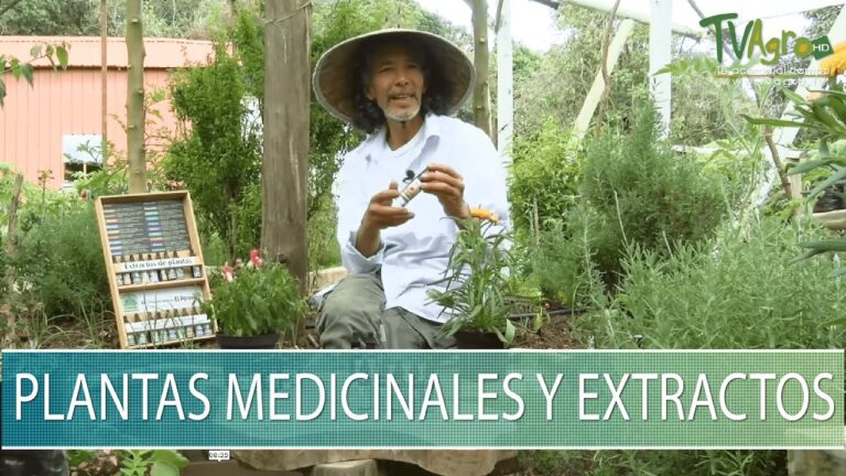Remedios Naturales: La Sabidur&iacute;a del Herbolario