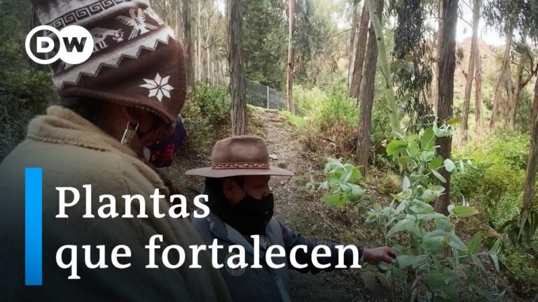 Efectividad de Remedios Naturales en Medicina Tradicional