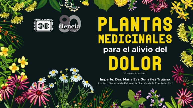 Fitoterapia Efectiva: Una Alternativa Natural en Terapias